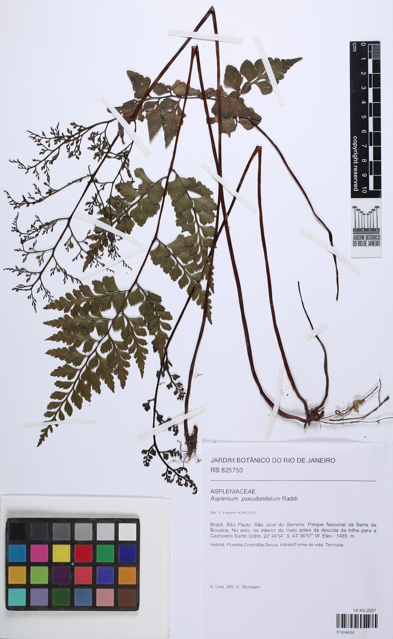 Asplenium tamandarei photo 7