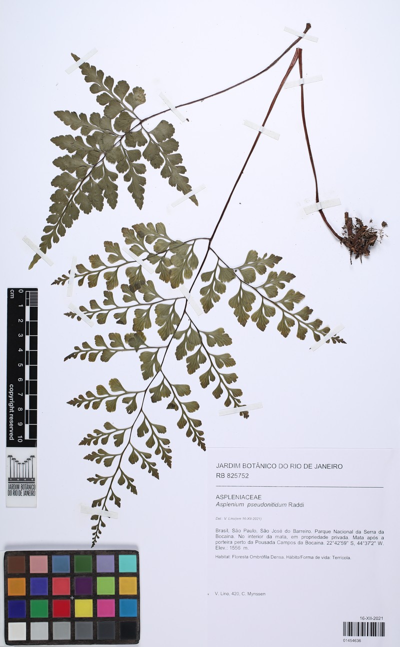 Asplenium tamandarei photo 8