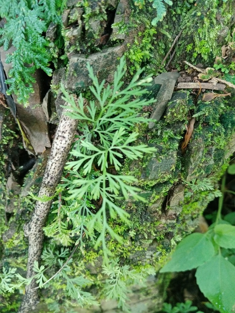 Asplenium tenerrimum