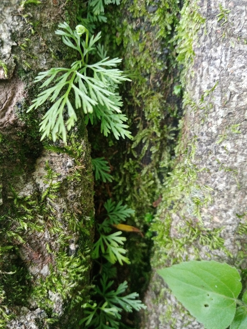 Asplenium tenerrimum photo 2