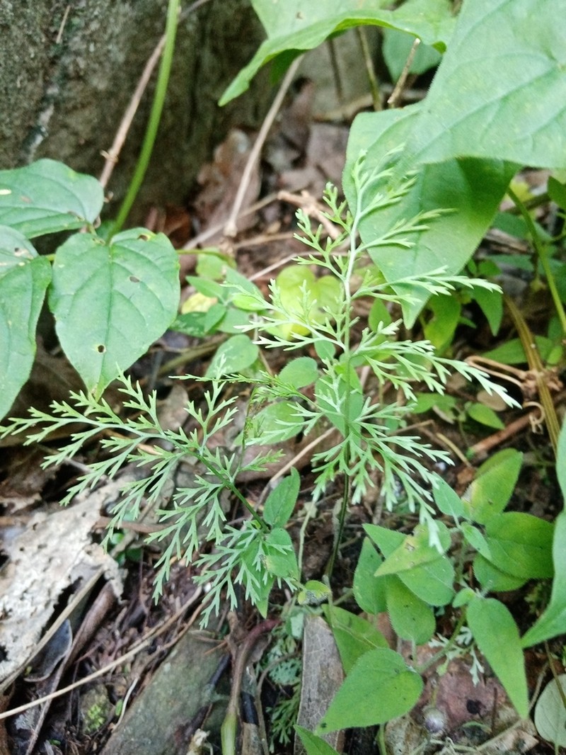 Asplenium tenerrimum photo 3
