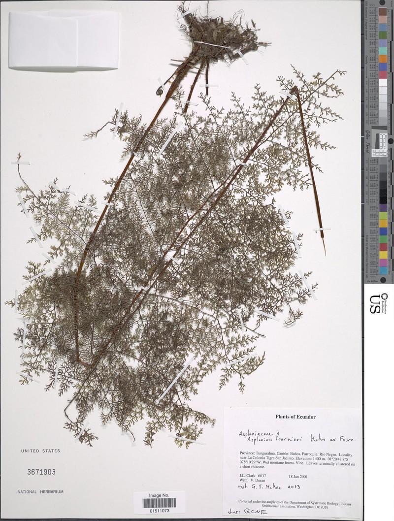 Asplenium tenerrimum photo 4