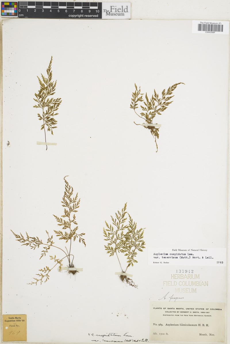 Asplenium tenerrimum photo 5