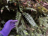 Delicate Spleenwort