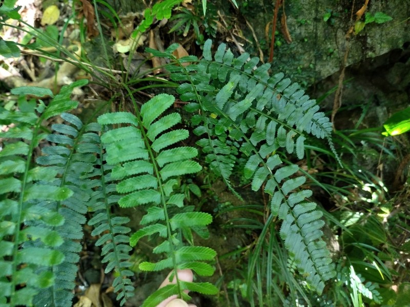 Delicate Spleenwort photo 2