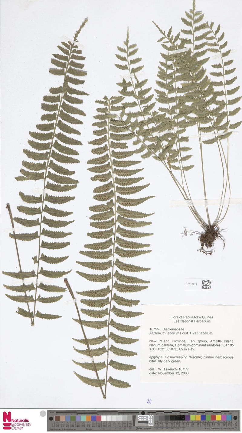 Asplenium tenerum var. tenerum