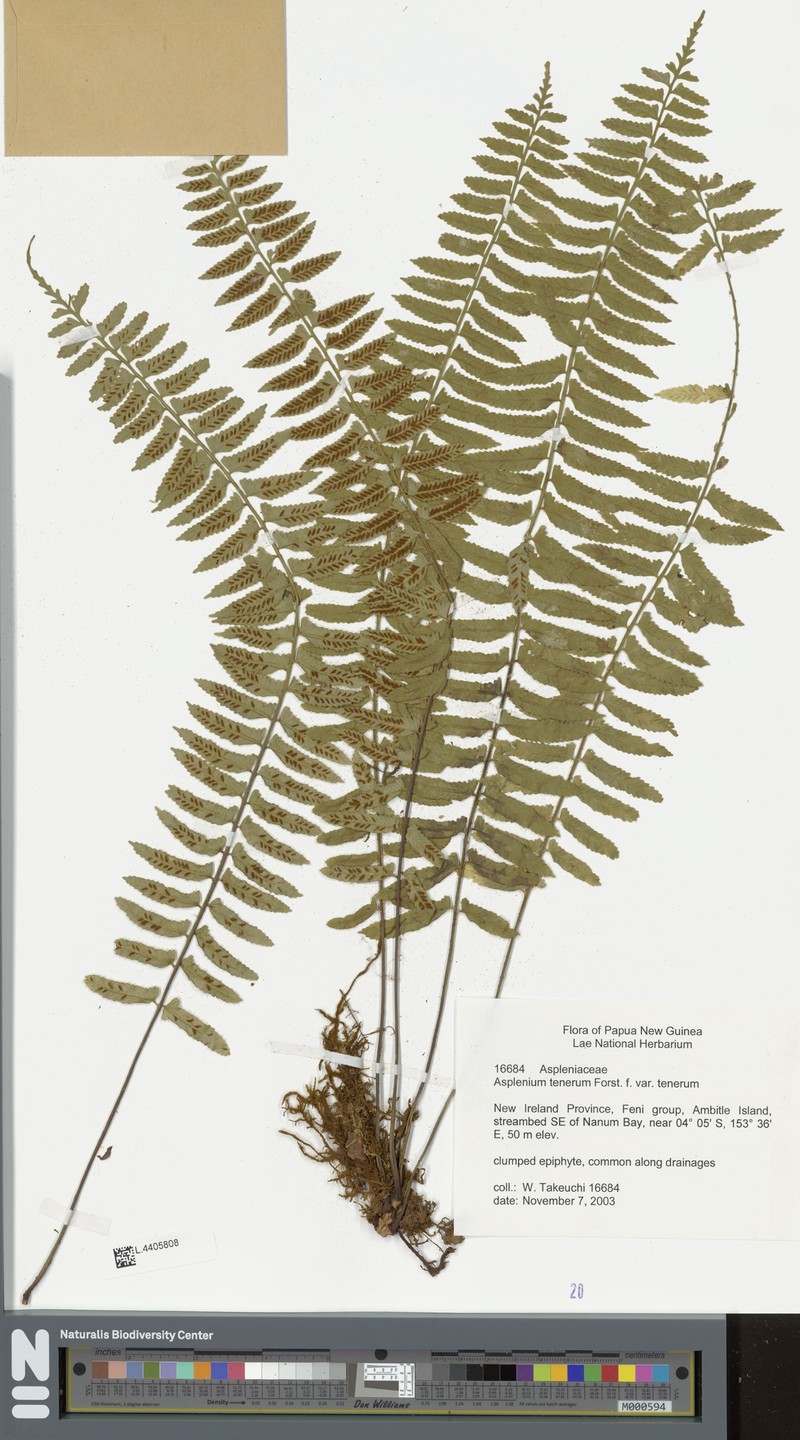 Asplenium tenerum var. tenerum photo 2