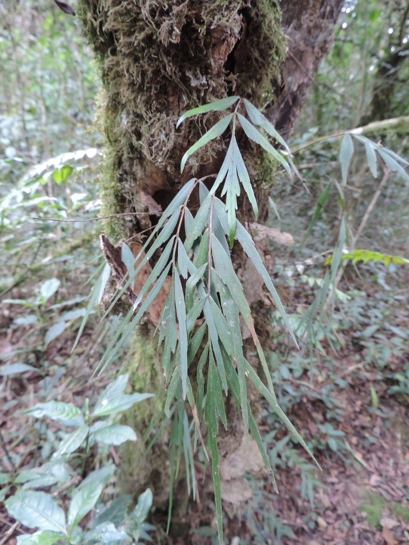 Asplenium tenuicaudatum