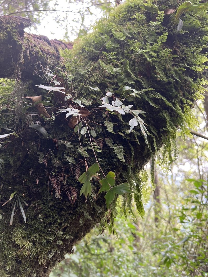 Asplenium tenuicaudatum photo 2
