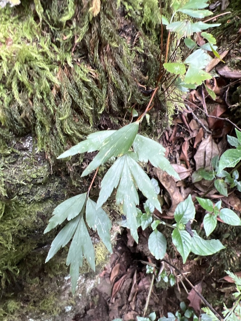 Asplenium tenuicaudatum photo 3