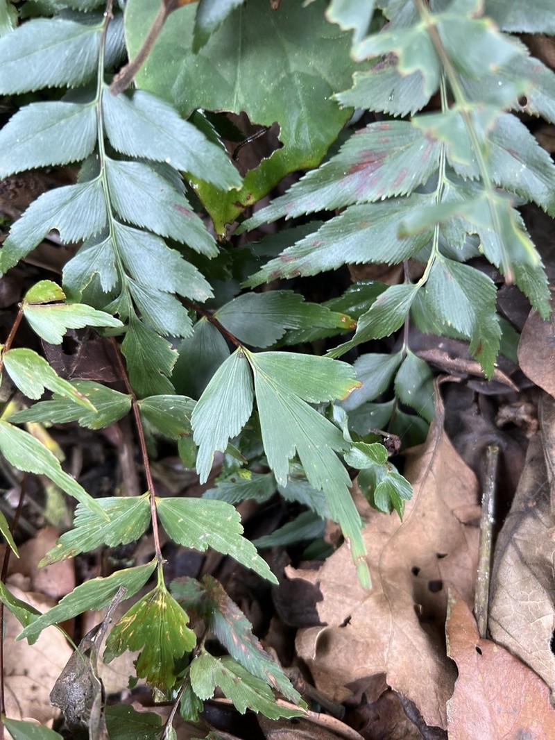 Asplenium tenuicaudatum photo 4