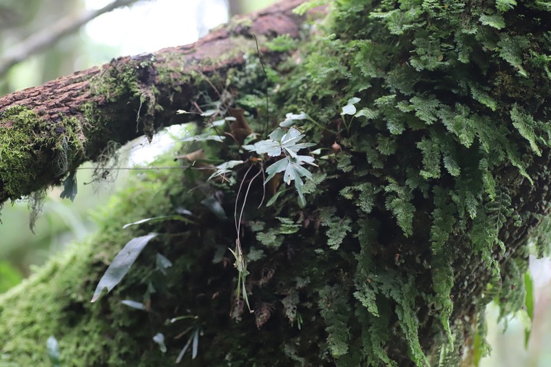 Asplenium tenuicaudatum photo 5