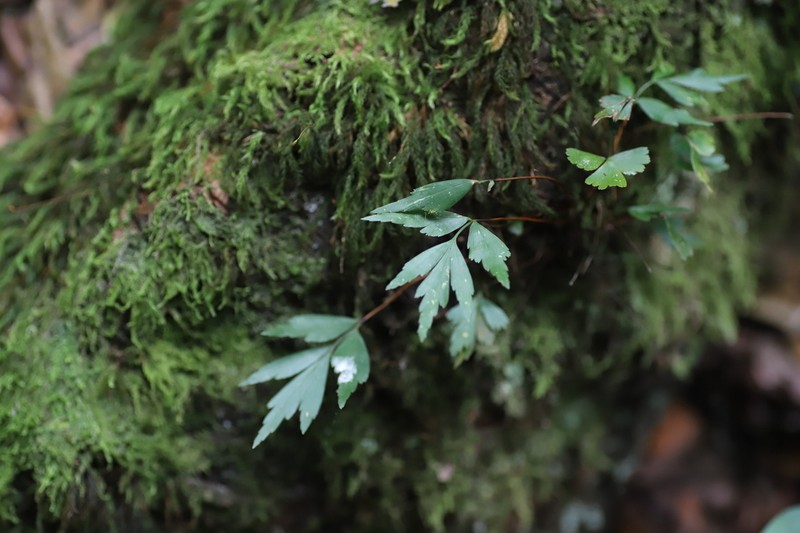 Asplenium tenuicaudatum photo 6