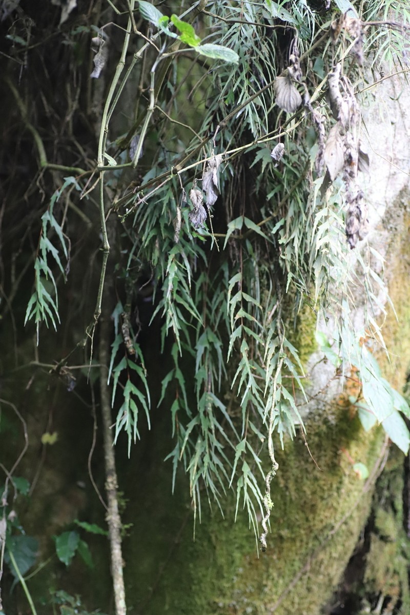Asplenium tenuicaudatum photo 7