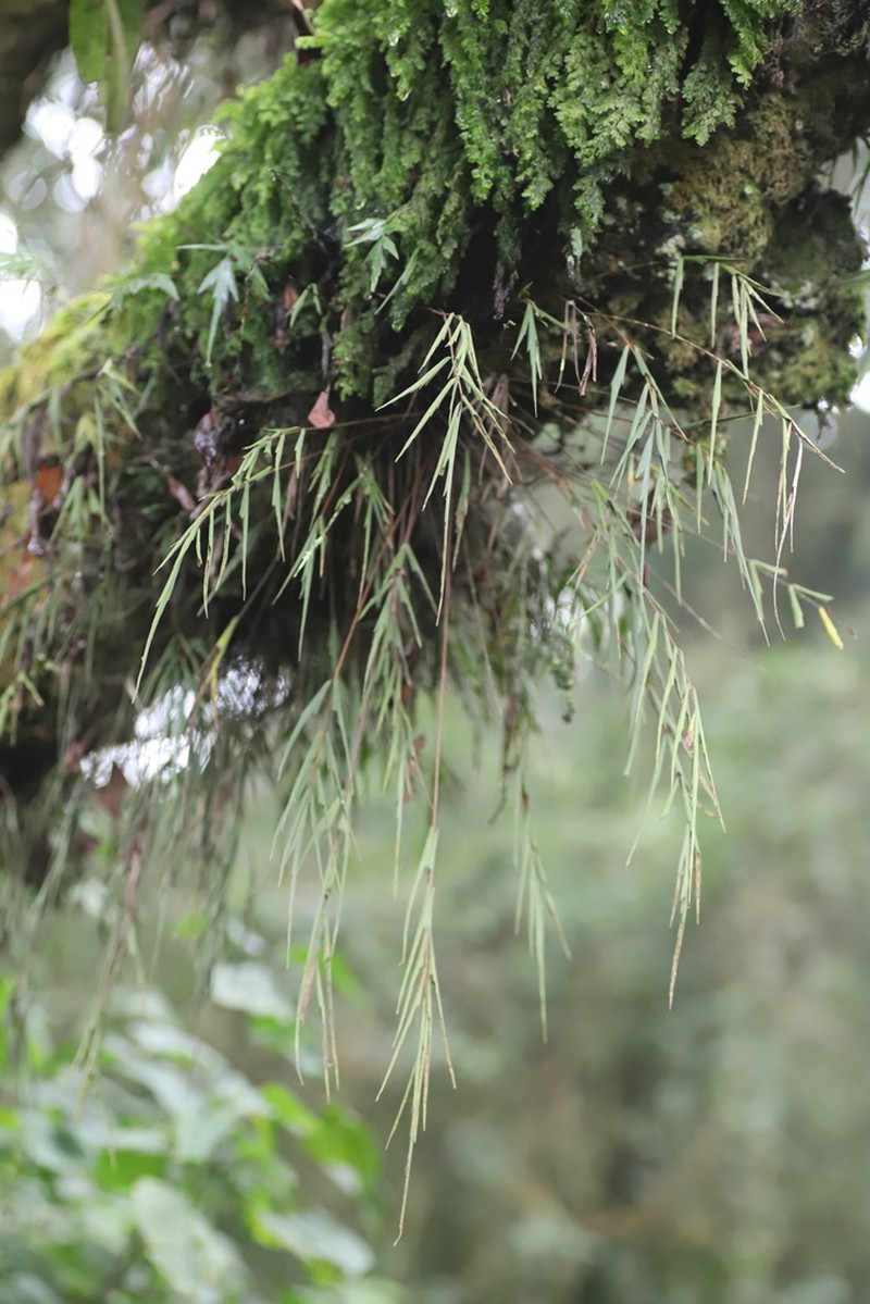 Asplenium tenuicaudatum photo 8