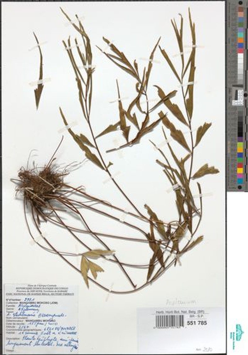 Asplenium tenuicaudatum