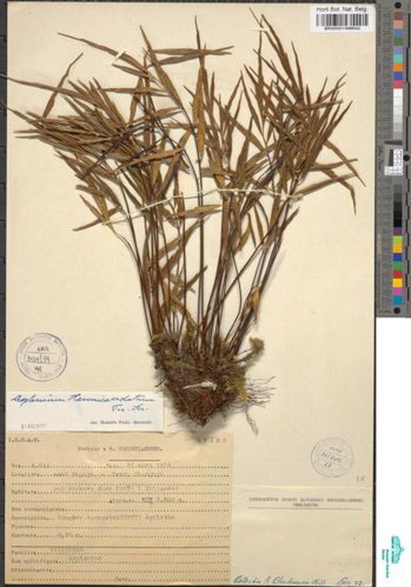 Asplenium tenuicaudatum photo 2