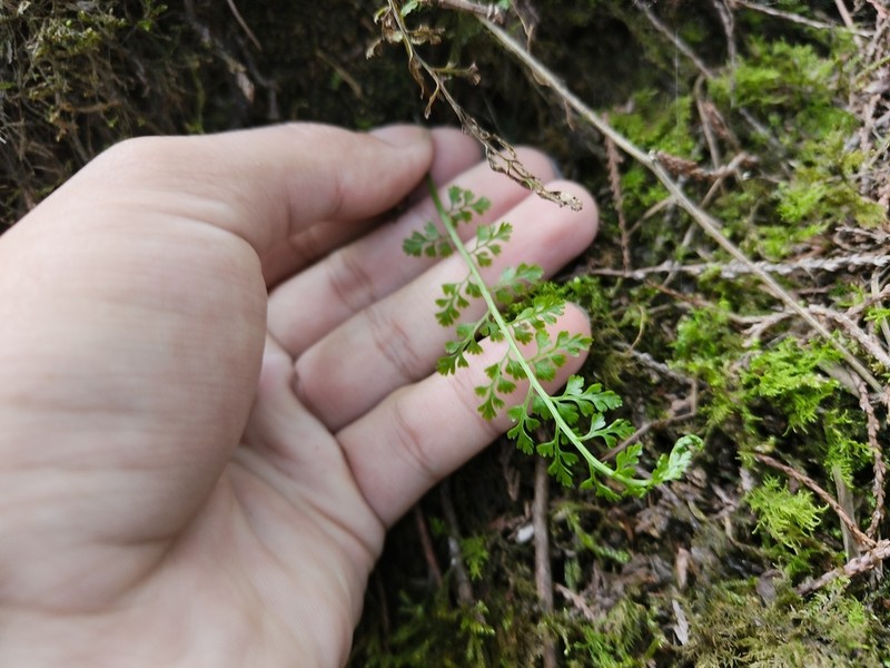 Asplenium tenuicaule photo 3