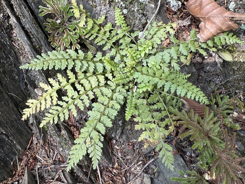 Asplenium tenuicaule photo 4