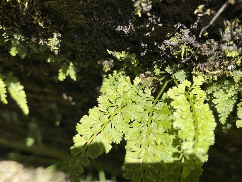 Asplenium tenuicaule photo 5