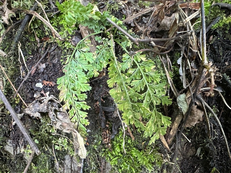 Asplenium tenuicaule photo 6