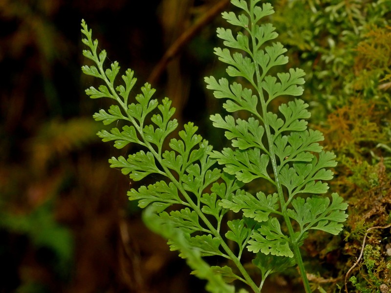 Asplenium tenuicaule photo 7