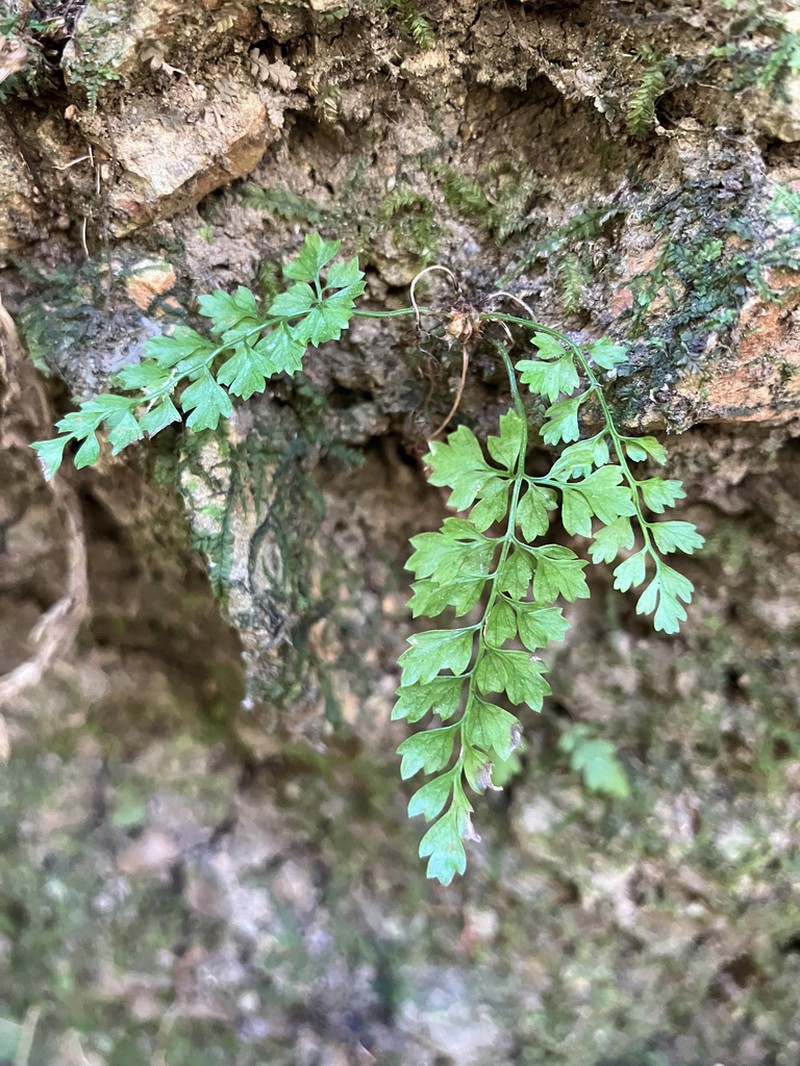 Asplenium tenuicaule photo 8