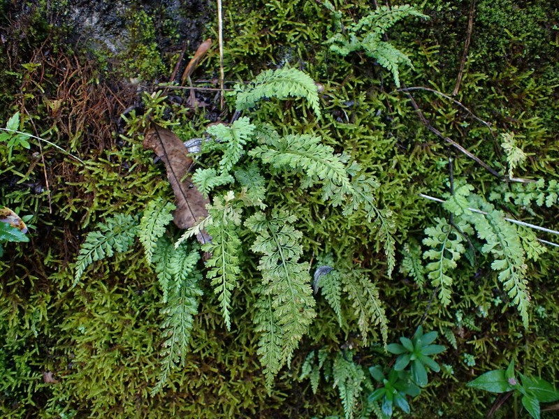 Asplenium tenuicaule
