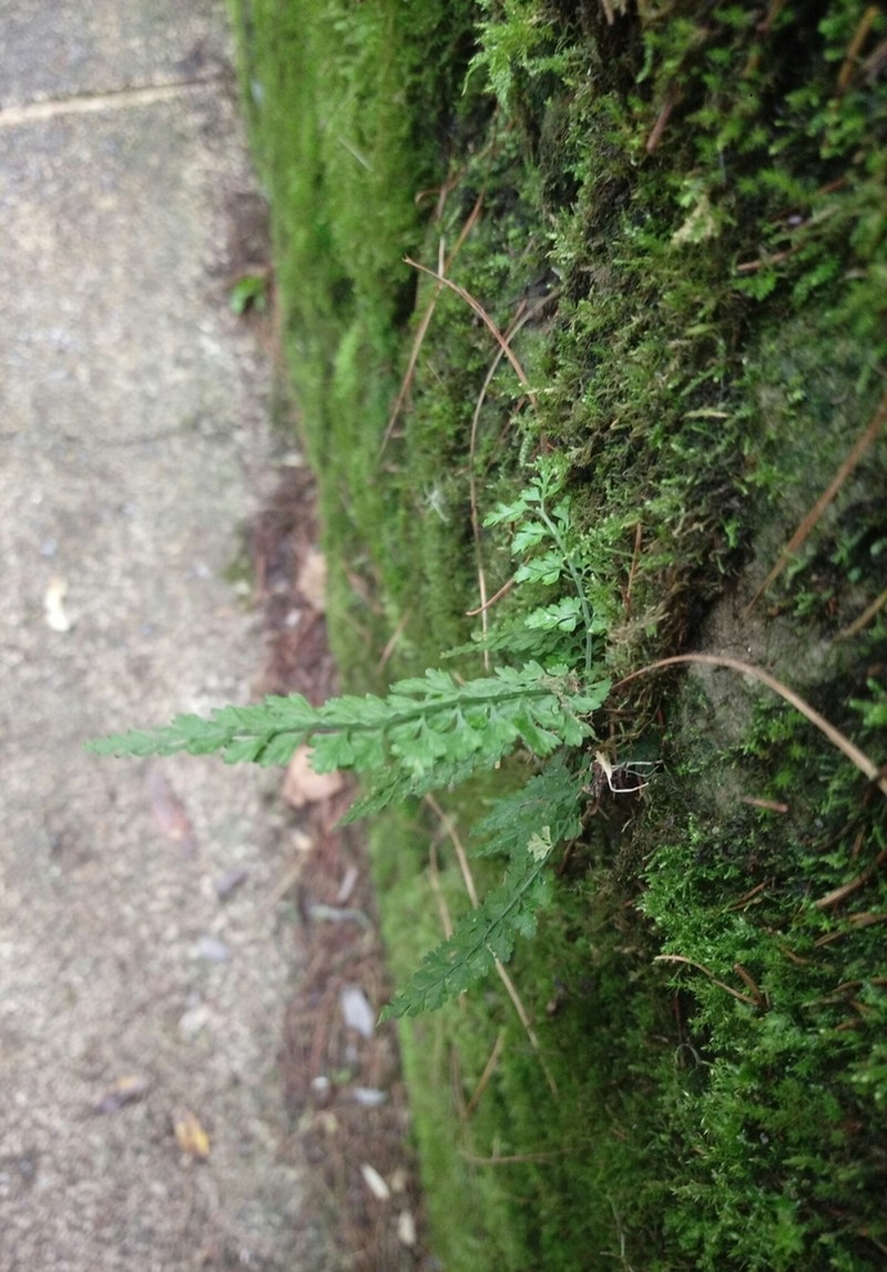 Asplenium tenuicaule photo 2