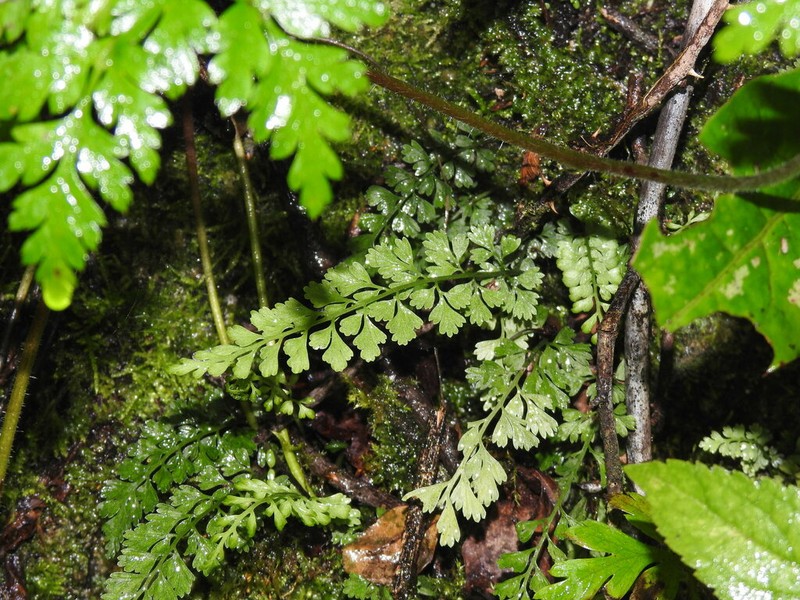 Asplenium tenuicaule photo 3