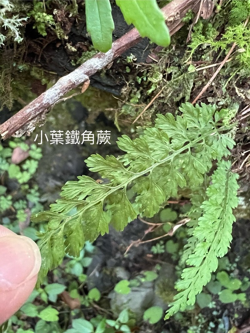 Asplenium tenuicaule photo 4