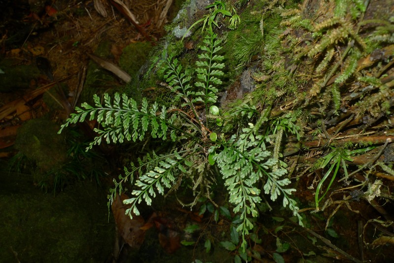 Asplenium tenuiculum photo 3