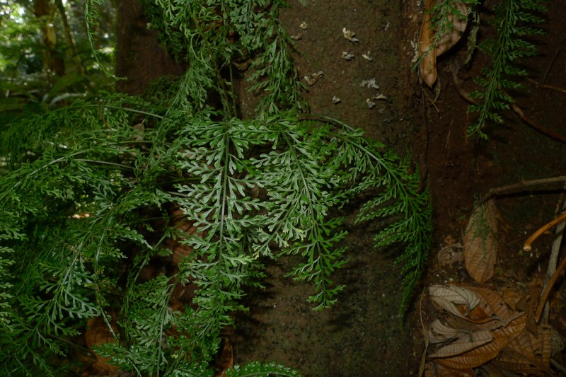 Asplenium tenuiculum photo 4