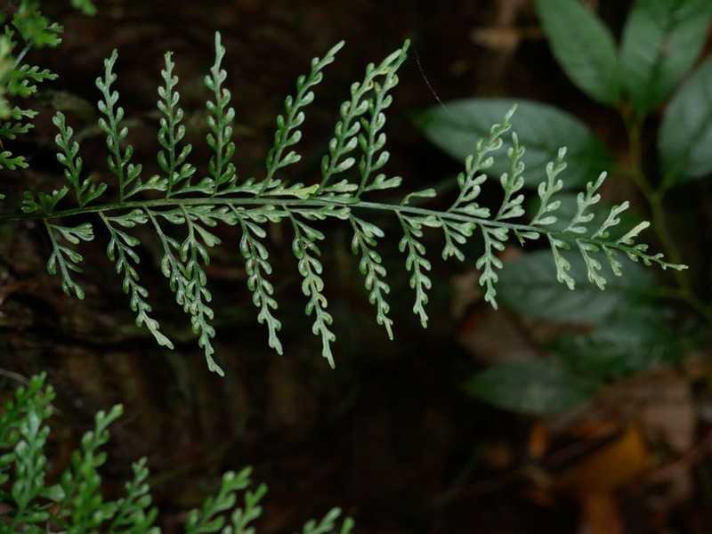 Asplenium tenuiculum photo 5