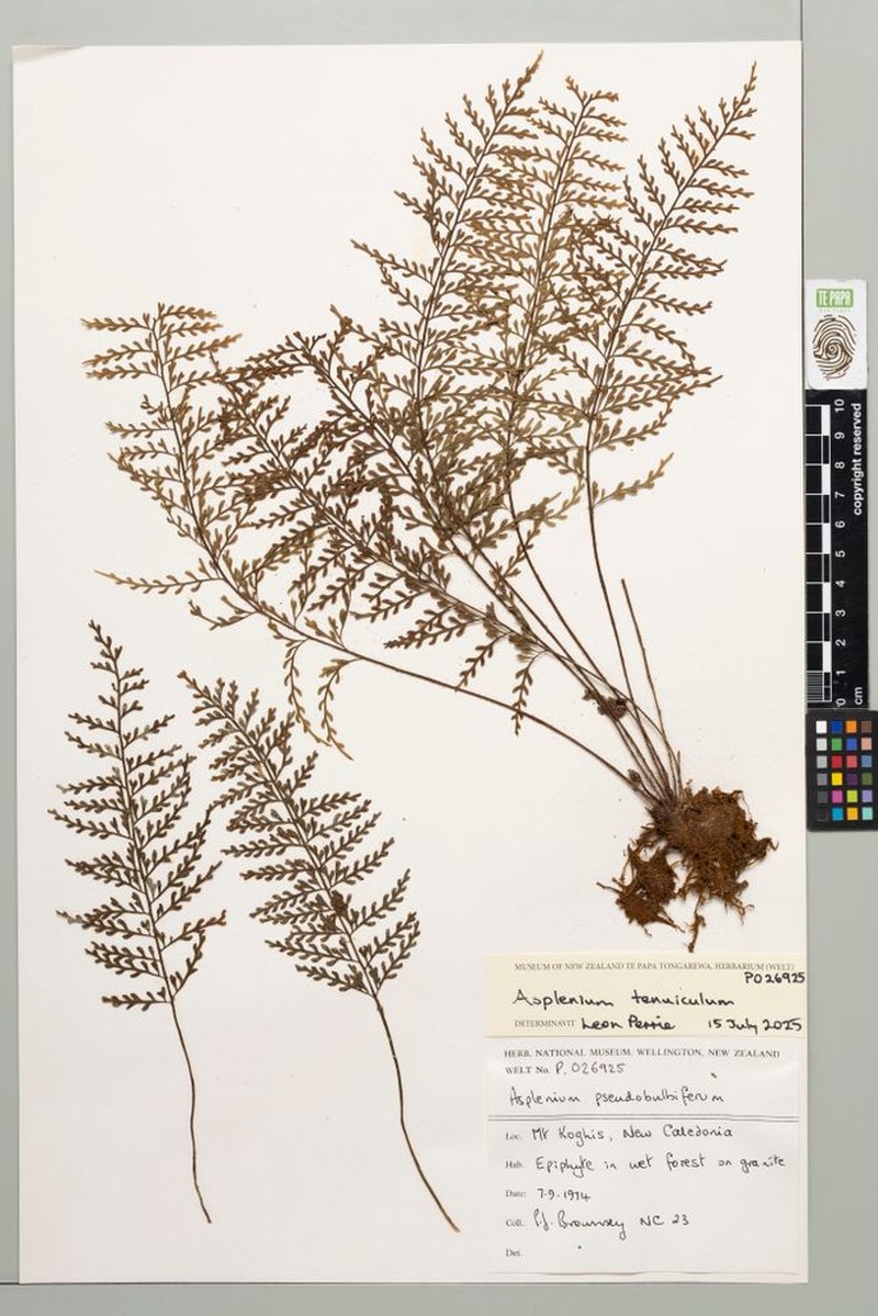 Asplenium tenuiculum photo 6
