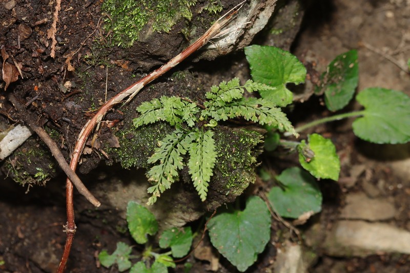 Asplenium tenuifolium photo 4