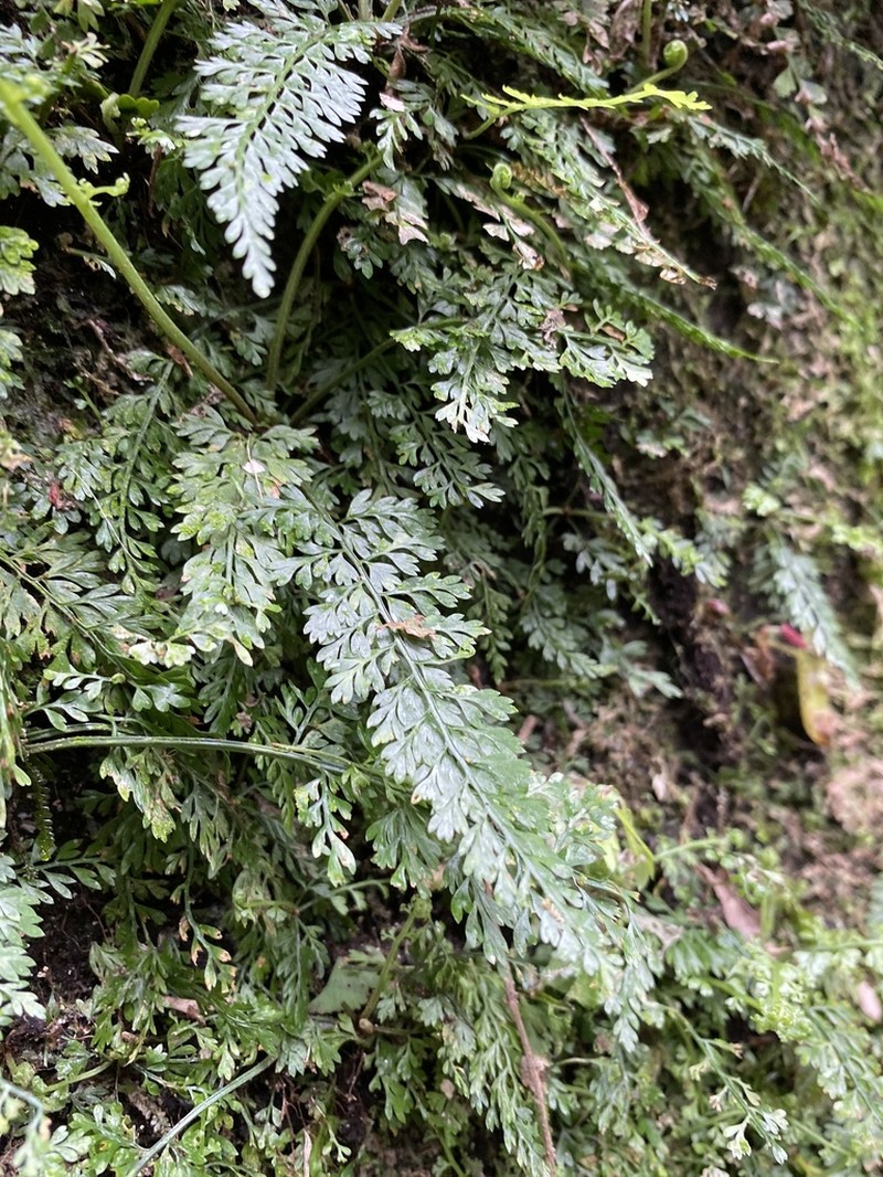 Asplenium tenuifolium photo 5