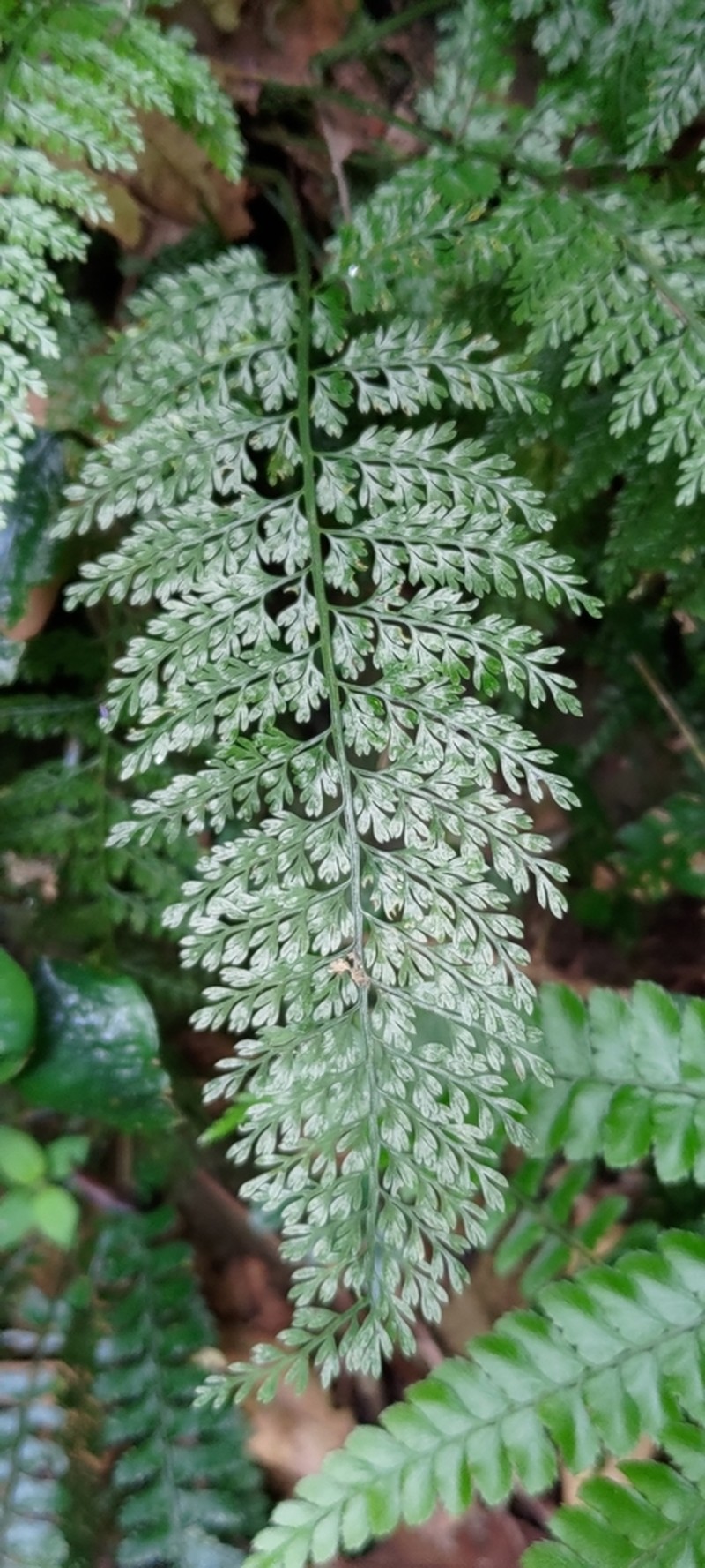 Asplenium tenuifolium photo 6