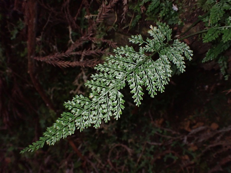 Asplenium tenuifolium photo 7