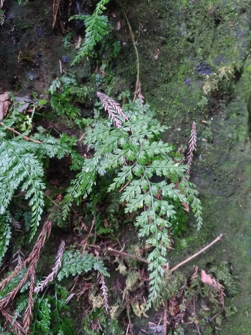 Asplenium tenuifolium photo 8