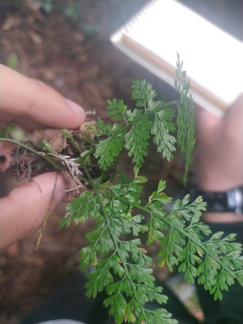 Asplenium tenuifolium
