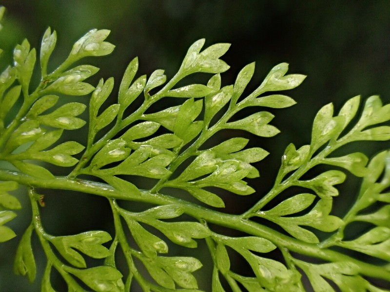Asplenium tenuifolium photo 2