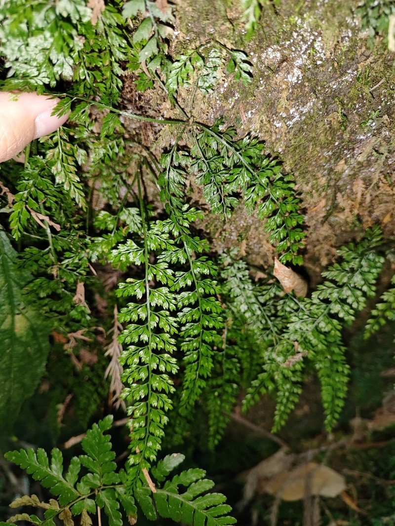 Asplenium tenuifolium photo 3