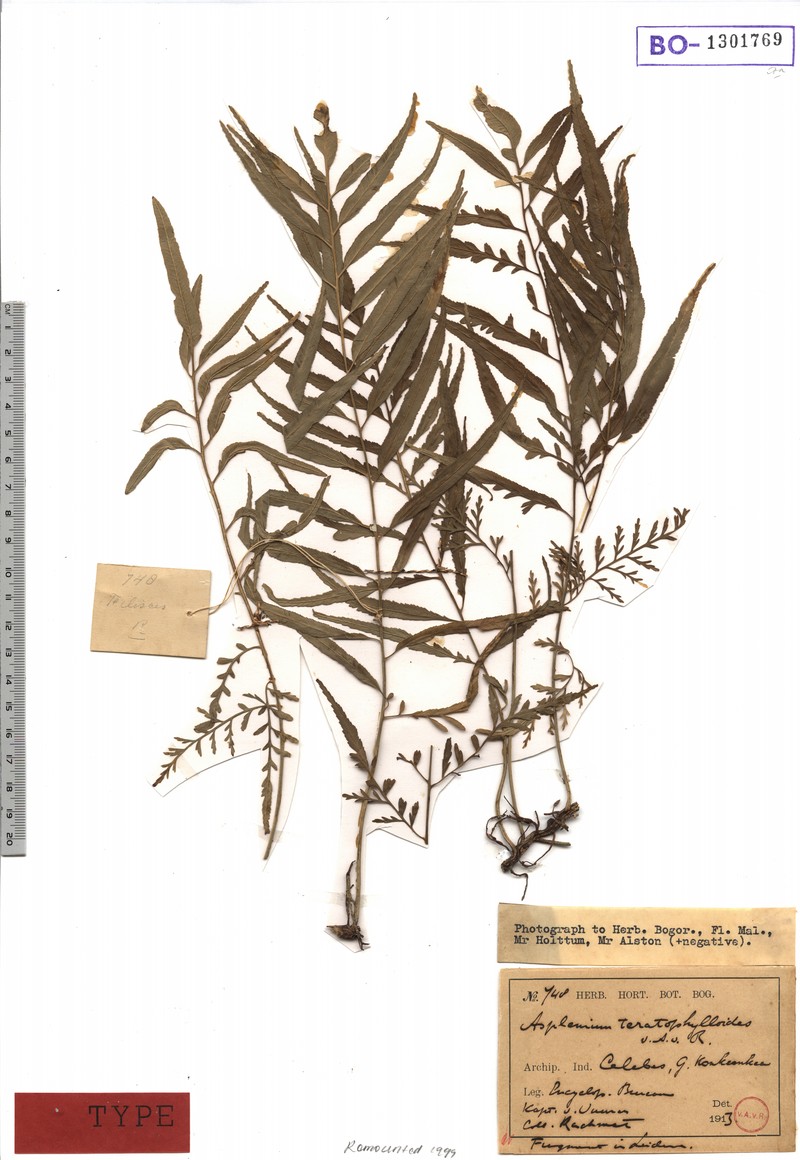 Asplenium teratophylloides