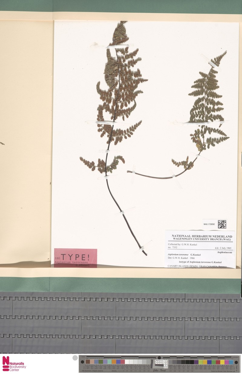 Asplenium terorense