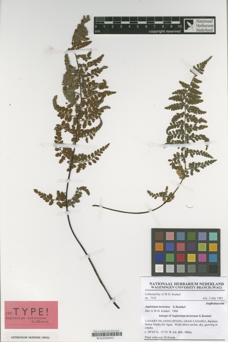 Asplenium terorense photo 2