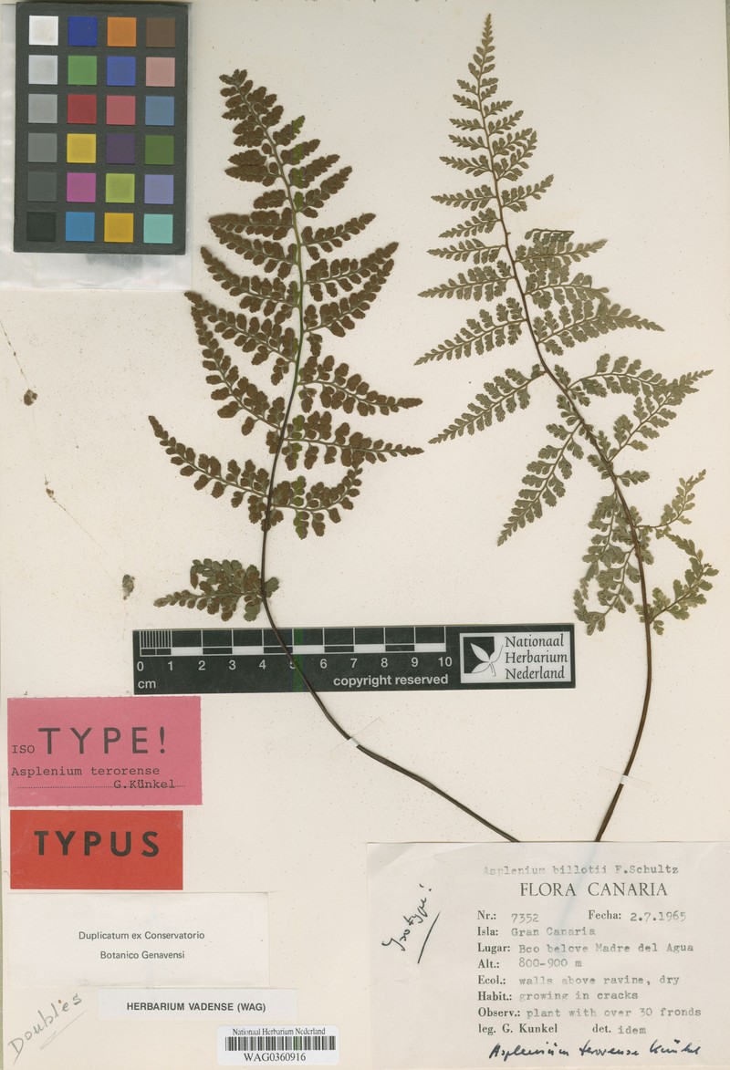 Asplenium terorense photo 3