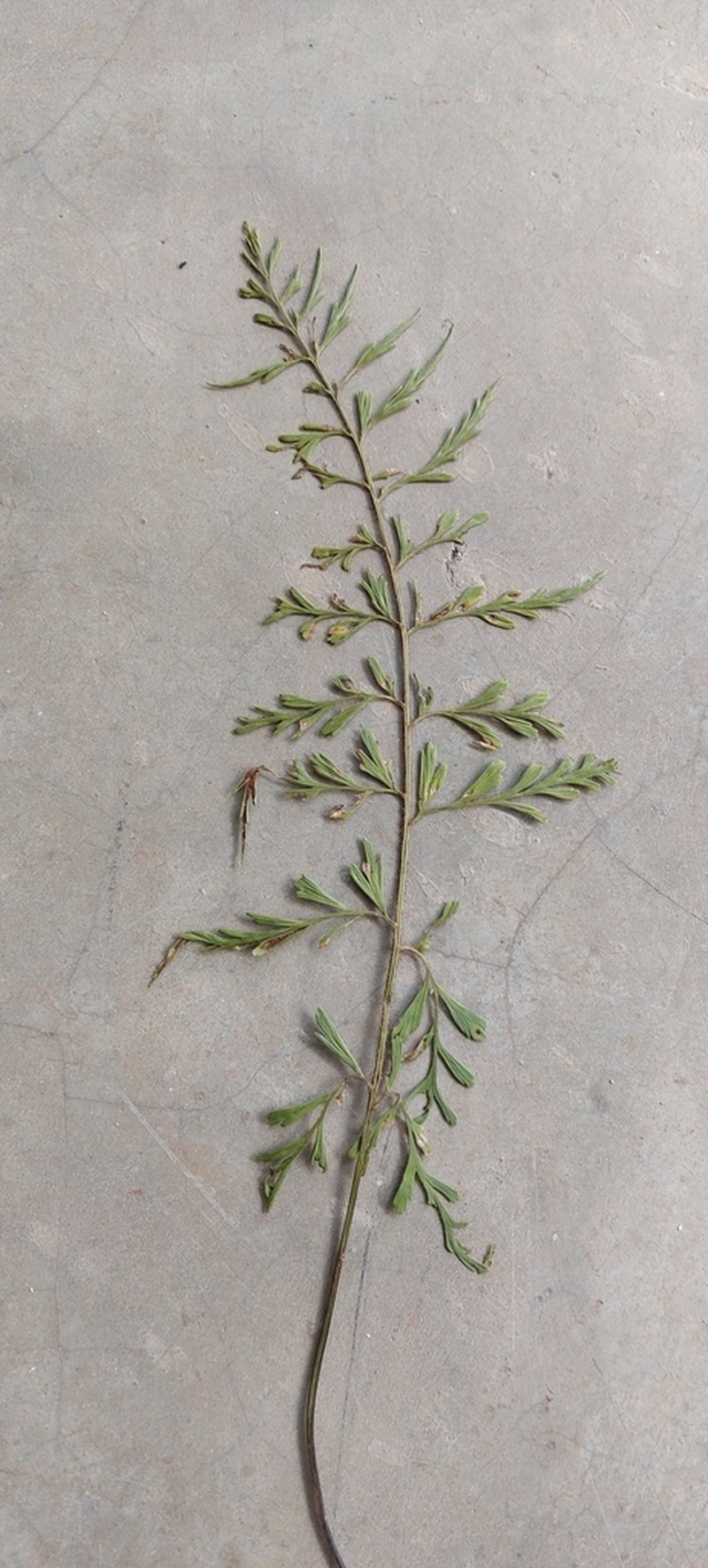 Asplenium theciferum photo 2