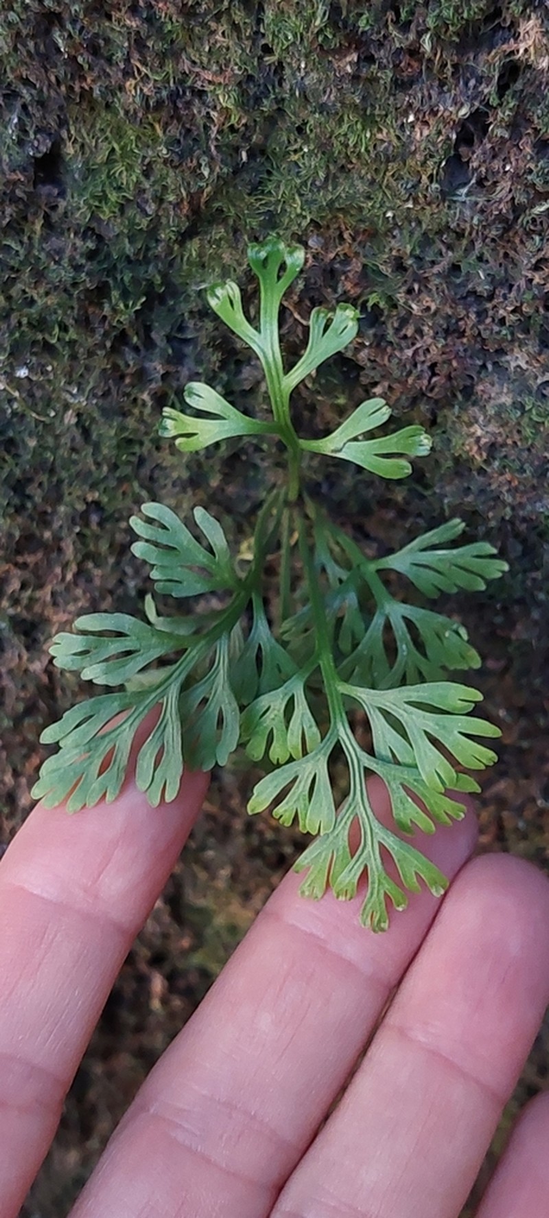 Asplenium theciferum photo 3
