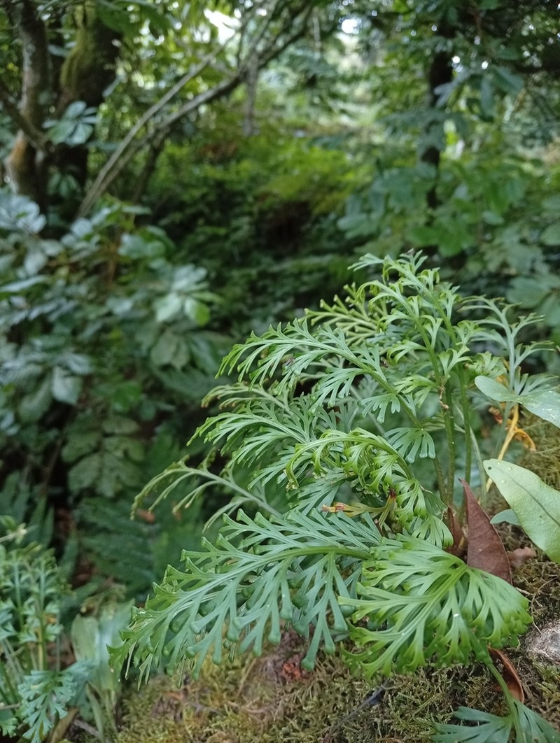 Asplenium theciferum photo 4